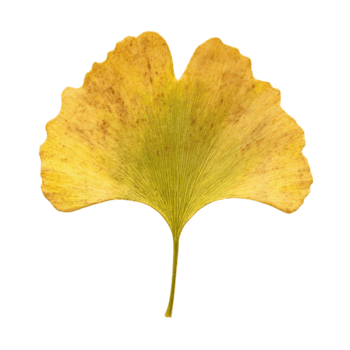 Macro Ginkgo Leaf Displaying Smooth Edge and Subtle Bilobed Contour Under Soft Studio Light, Isolated png