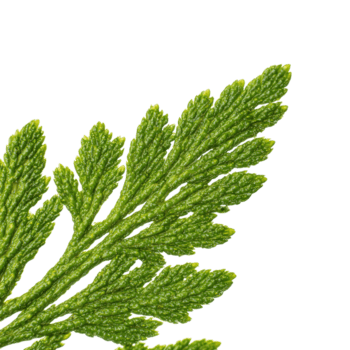 Macro Cedar Leaf Showing Dense Scale Pattern and Deep Pine Green Color Under Soft Studio Light, Isolated png