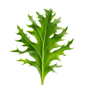 Löwenzahn Blatt im Studio Anzeigen gezackt Kante Muster und hell Frühling Grün zum Salat Entwürfe, isoliert png