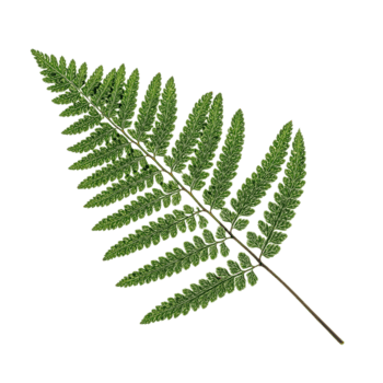 Centered Fern Leaf Displaying Glossy Surface and Delicate Pinnate Pattern for Spa Branding, Isolated png