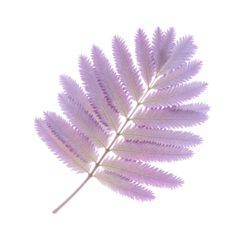 Jacaranda Leaf Displaying Delicate Pinnate Structure and Soft Lavender Tinted Green Captured in Studio Close up, Isolated png
