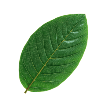 guaiava foglia con Opaco grano e delicato curva presentata nel pulito studio Immagine ambientazione, isolato png