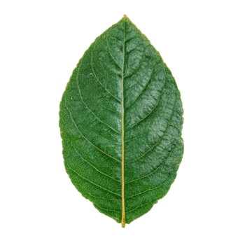 Macro Shot of Guava Leaf Displaying Satin Surface and Subtle Emerald Gradient for Packaging, Isolated png