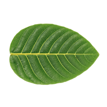 centrato guaiava foglia con delicato vena modello e morbido Smeraldo splendore pronto per eco etichette, isolato png