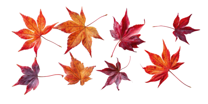Vibrant Maple Leaves Mix Displaying Warm Fall Tones and Sharp Lobed Shapes, with Transparent Background png