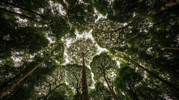 A view up into the canopy of a forest photo