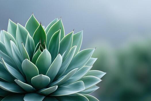 Vibrant close-up of a symmetrical agave plant with pointed leaves radiating outward, set against a softly blurred natural background photo