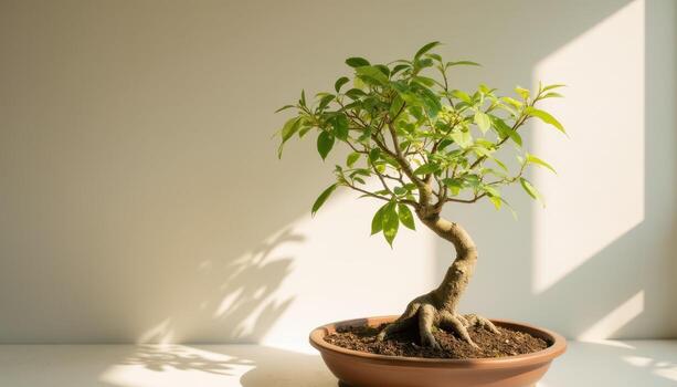 Bonsai tree in a pot on a table photo