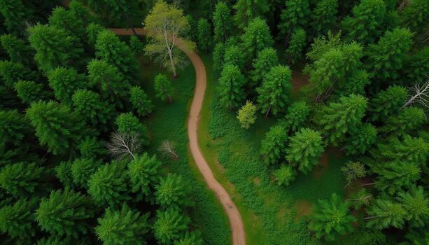 Aerial view of a forest path in the middle of a green forest photo