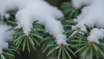 cerca arriba de pino agujas cubierto en Fresco nieve debajo suave difundido Encendiendo. foto