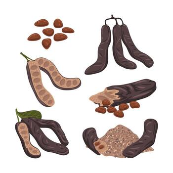 Tamarind pods, seeds, and powder vector