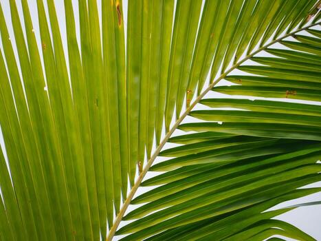 Leaf vein pattern of coconut palm in macro for nature-themed visual photo