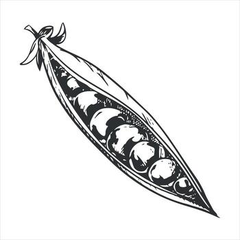 sketch of green peas. Open bean pod, seeds are visible. Imitation of engraving technique. Useful vegetable crop. Peas are hand-drawn with black ink on a white background. vector