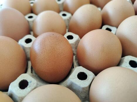 Close-up view of several chi eggs neatly arranged in a cardboard egg tray. The eggs vary slightly in shade, from light tan to a deeper brown. photo