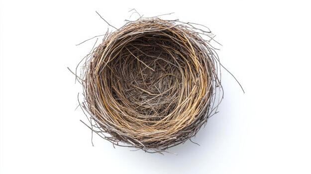 Carolina wren bird nest on a white background. photo