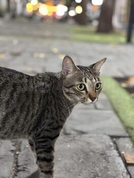 A cat walking by photo