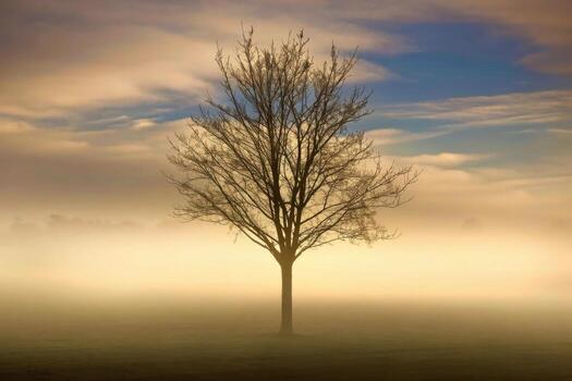 Lone bare tree silhouetted against a dramatic cloudy sky photo