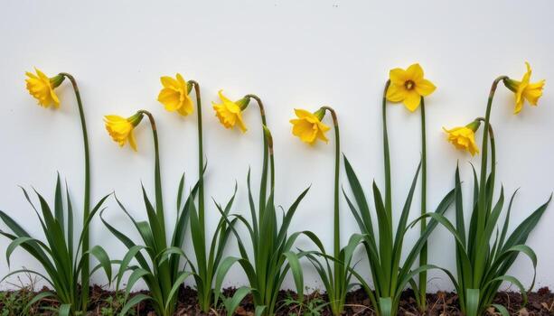 yellow daffodils fixed to a white wall, their green stems curling in patterns beneath the bright blooms photo