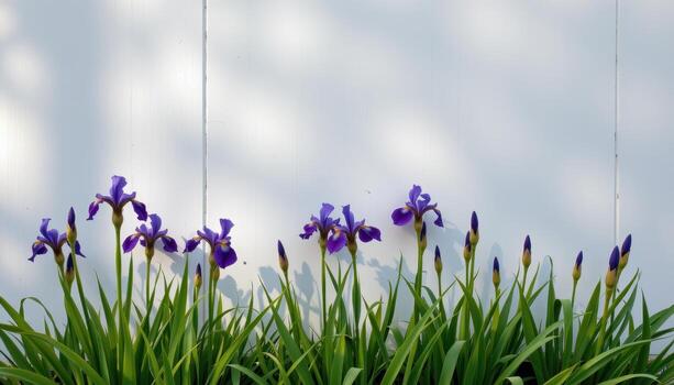 purple irises along the base of a white wall, slender leaves curling into the light and airy spaces photo