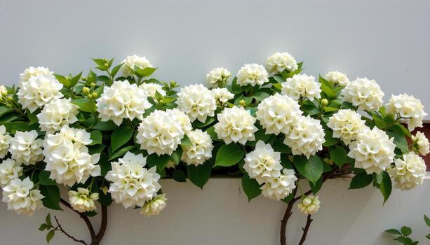white hydrangeas scattered over a white wall, rounded clusters glowing in the midday sunshines photo