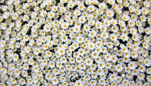white chrysanthemums in tight rows on a white wall, creating a textured layer of floral beautys photo