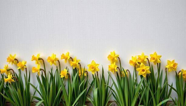 daffodils in neat rows on a white wall, their sunny yellow bright against the calm neutral tones photo
