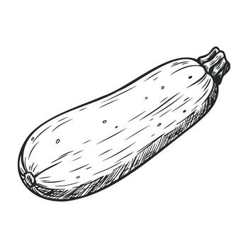 Black and white sketch of zucchini with detailed texture in simple style vector