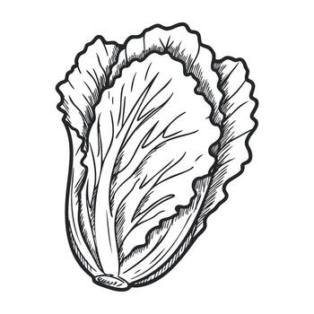 Detailed engraving of lettuce leaf with intricate linework for botanical study vector