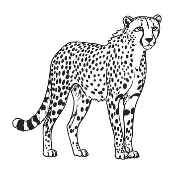 Black and white cheetah drawing with distinct spots and markings in profile view vector