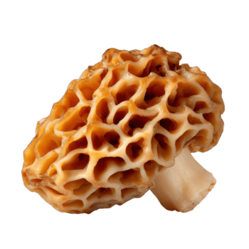 macro Visualizza di unico spugnola fungo con Favo struttura e biologico modulo, isolato su png