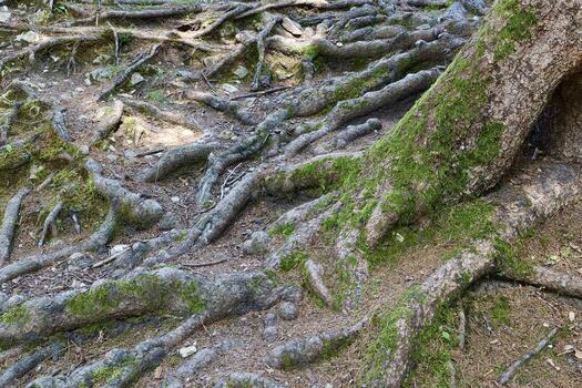Exposed tree roots covered with moss, sprawling across a forest floor. The intricate network creates a textured natural pattern, showing the resilience of nature in woodland terrain. photo