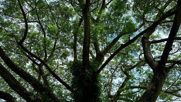 Sunlight filters through dense tree canopy creating intricate patterns against the soft blue sky photo