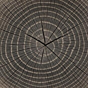 Closeup view of a trees annual growth rings showing a natural pattern photo
