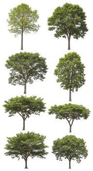 Collection of eight different trees isolated on white background photo