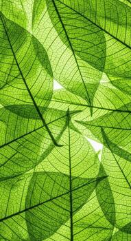 Closeup view of overlapping green leaves with intricate vein patterns photo