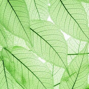 Closeup of translucent green skeleton leaves with intricate vein patterns photo