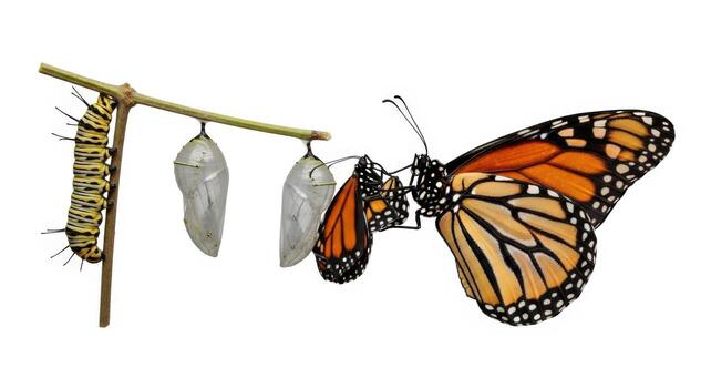 Monarch butterfly metamorphosis caterpillar, chrysalis, and butterfly isolated on white background photo