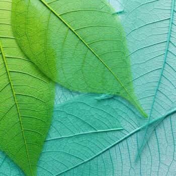 Closeup of translucent green and teal skeleton leaves with visible veins photo