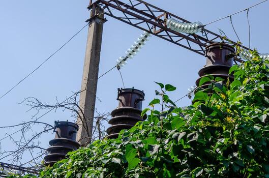 Three tall power poles with wires running between them, and a lush green bush growing in between. The scene is serene and tranquil, with the power lines and the bush creating a sense of harmony photo