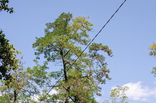 A tree with a wire running through it. The sky is blue and clear. The tree is green and full of leaves photo