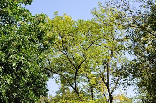 A tree with green leaves is in the middle of a forest. The sky is clear and blue photo