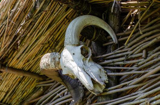 A white skull is on a wooden post. The skull is surrounded by a lot of sticks and branches photo