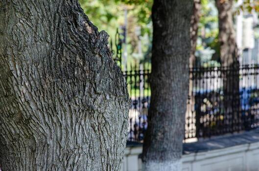 A tree trunk with a large crack in it. The trunk is surrounded by a fence. The fence is made of iron photo