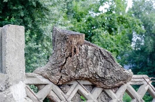 A large tree stump sits on top of a cement wall. The stump is partially covered in moss and has a rough texture. Concept of nature and the passage of time photo