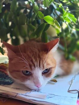 A cat is laying on a piece of paper with a plant behind it. The cat has a blue eye and a white nose photo