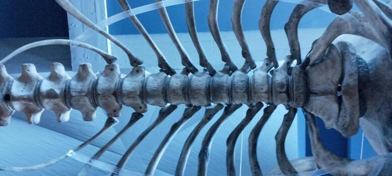A skeleton's spine is shown in a blue and white color scheme. The spine is shown in detail, with the vertebrae clearly visible. Concept of curiosity and fascination with the human body photo