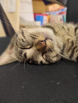 A cat is sleeping on a black chair. The cat is curled up and has its head resting on its paws photo