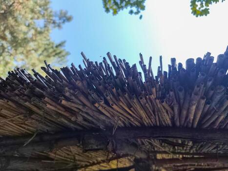 A bunch of sticks are on top of a roof. The sticks are brown and are sticking out of the roof photo
