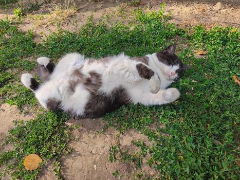 A cat is laying on the grass, looking relaxed and content. The cat is black and white, and it is enjoying the warmth of the sun photo