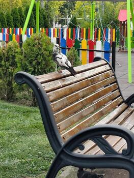 A bird is perched on a wooden bench in a park. The bench is surrounded by a colorful fence and there are swings nearby. The scene is peaceful and relaxing photo